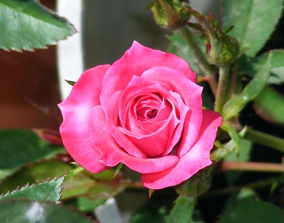 Winsome photo win2013_06040033_zps192f75bd.jpg